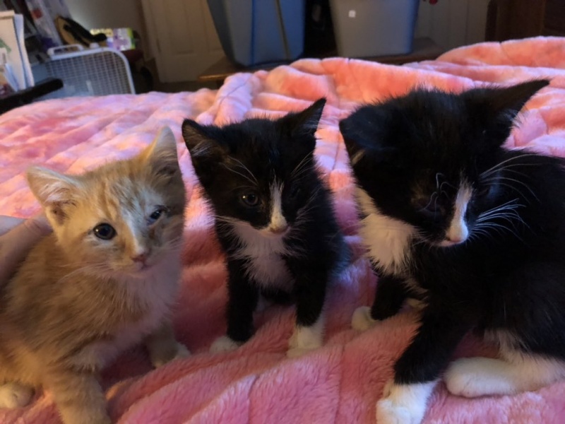 File:Liza, Patches and Sylvia.jpg