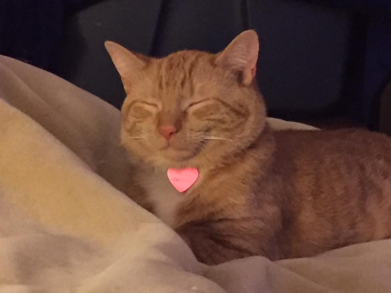 File:Sorbet may 2017.jpg