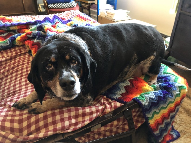 File:Clover, 7 December 2018.jpg