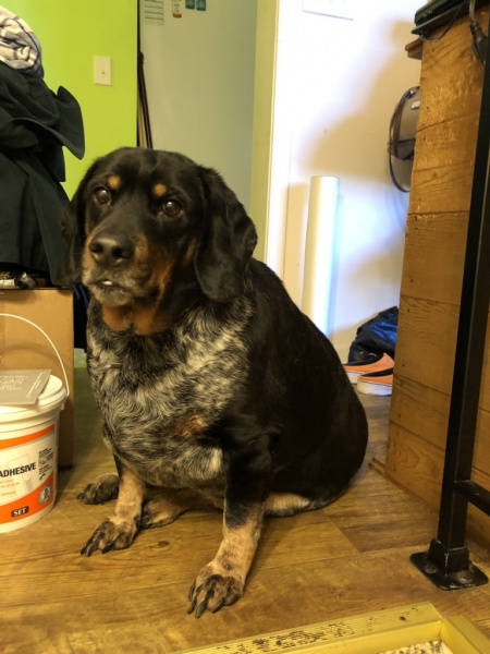 File:Snoopy, 7 December 2018.jpg